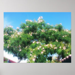 Mimosa Träd Poster
