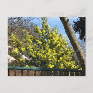 Mimosa Träd Vykort
