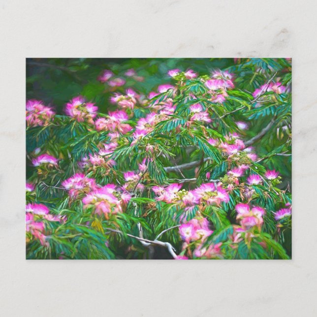 Mimosa Träd Vykort (Framsida)