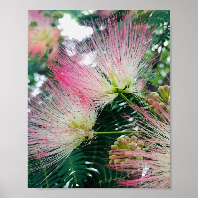 Mimosa Tree Flowers Poster (Framsidan)