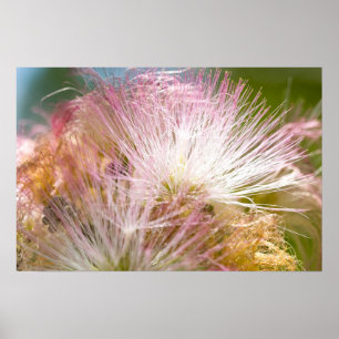 Mimosablommar Poster