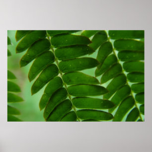 Mimosahemligheter Poster