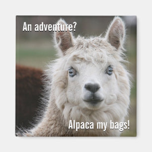 Min Alpaca hänger lös för äventyrmagnet Magnet