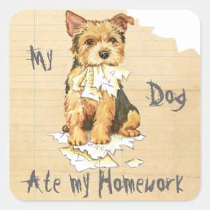 Min åt för Norwich Terrier min läxa Fyrkantigt Klistermärke