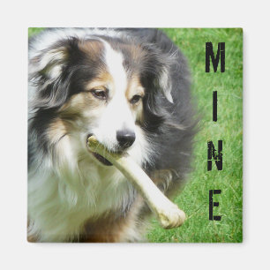 MIN! Australian shepherdmagnet Magnet