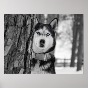 Min Baby blue Öga Poster