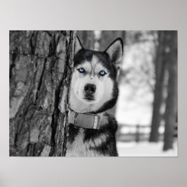 Min Baby blue Öga Poster (Framsidan)