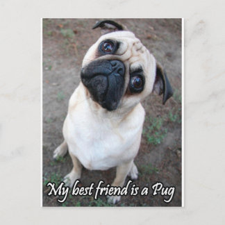 Min bästa vän är en pug vykort