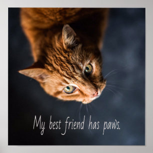 Min bästa vän har tass, Cat Kitten Cute Poster