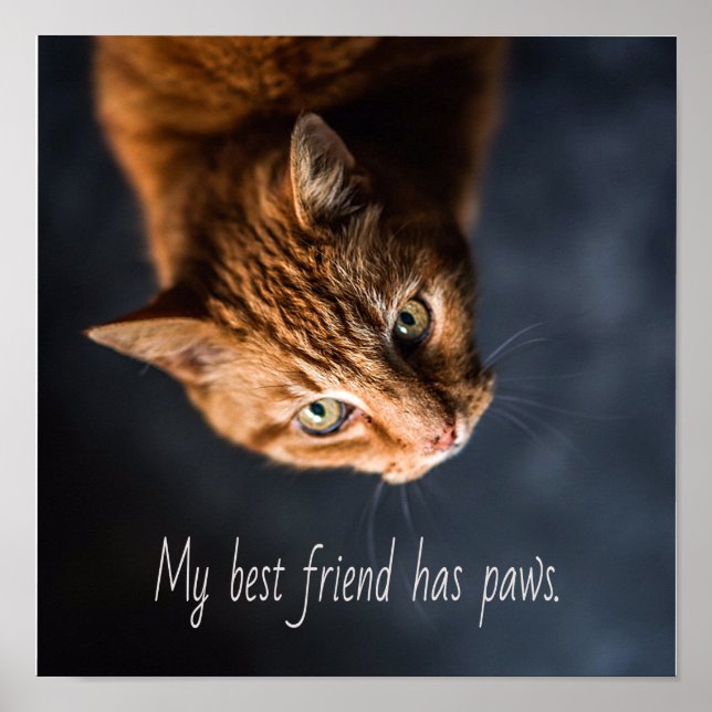 Min bästa vän har tass, Cat Kitten Cute Poster (Framsidan)