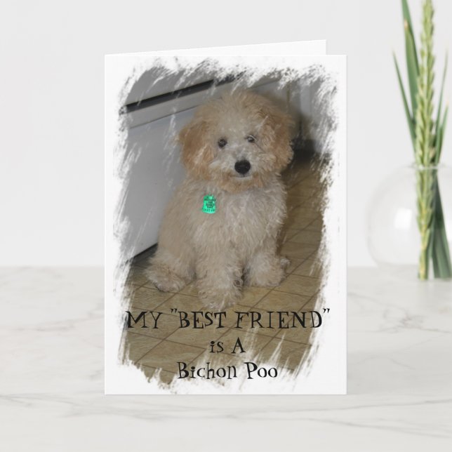 MIN "BEST FRIEND" är en bichon Poo Kort (Framsida)