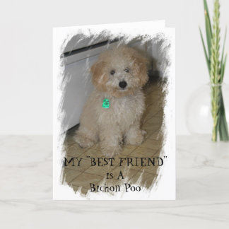 MIN "BEST FRIEND" är en bichon Poo Kort