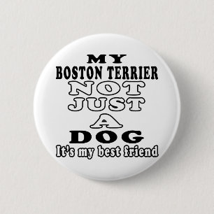 Min Boston Terrier inte precis en hund Knapp