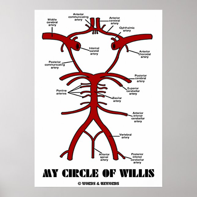 Min cirkel av Willis (Anatomiska artärer) Poster (Framsidan)