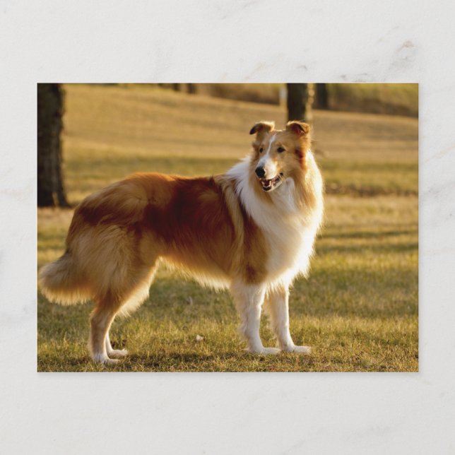 Min Collie Vykort (Framsida)