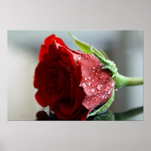 Min födelsedag Rose. Poster