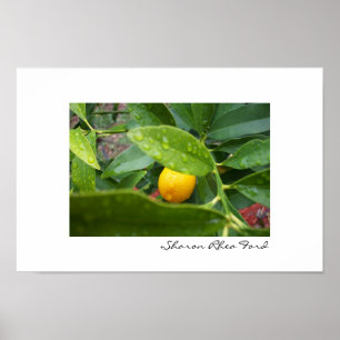 Min första Kumquat av SRF Poster