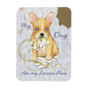 Min Fransk Bulldog åt min lärlingsplan Magnet