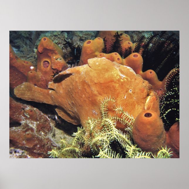 Min Frogfish II Poster (Framsidan)