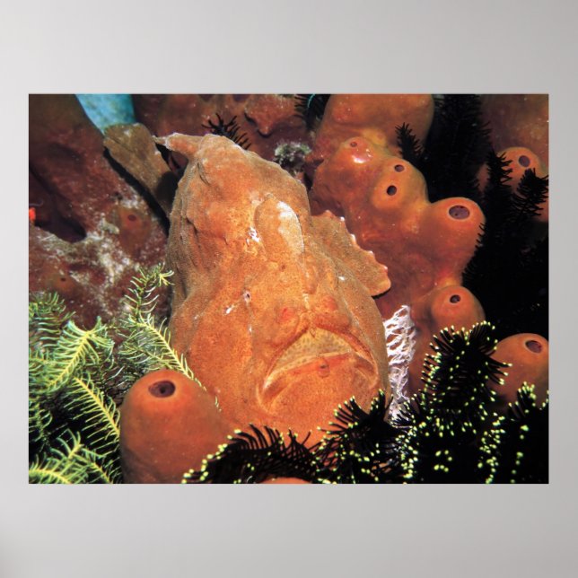 Min Frogfish Poster (Framsidan)