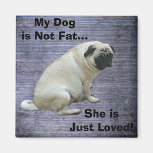 Min hund är inte fet mops magnet