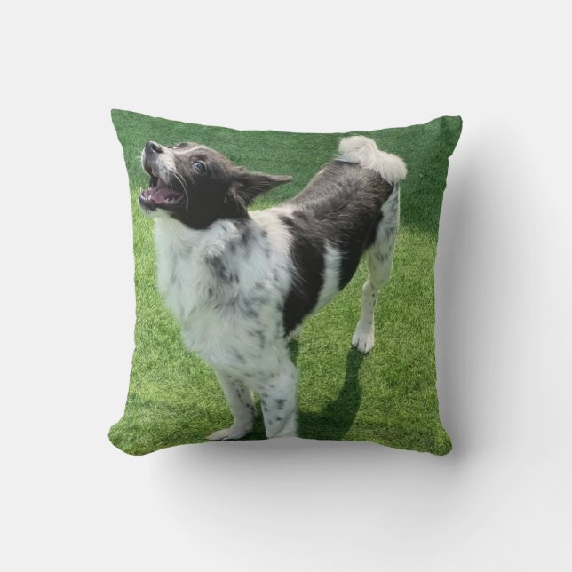 Min hund kudde (Framsida)
