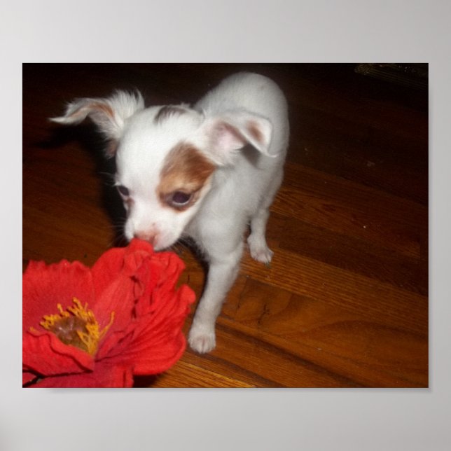 Min Hund Poster (Framsidan)