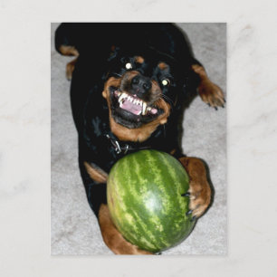Min Hund Snoop liknar vattenmeloner Vykort