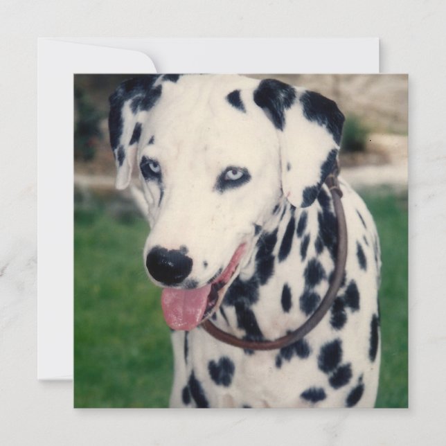 Min husdjurvän Uppdatera eget foto Anpassad Kort (Framsida)