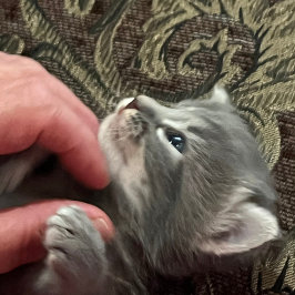 Min katt är bättre uppfostrad, Katt kaffemug Kaffemugg