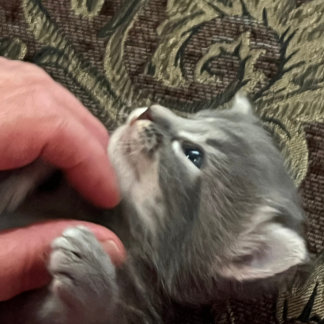 Min katt är bättre uppfostrad, Katt kaffemug Kaffemugg