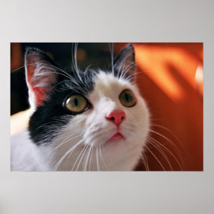 Min katt poster