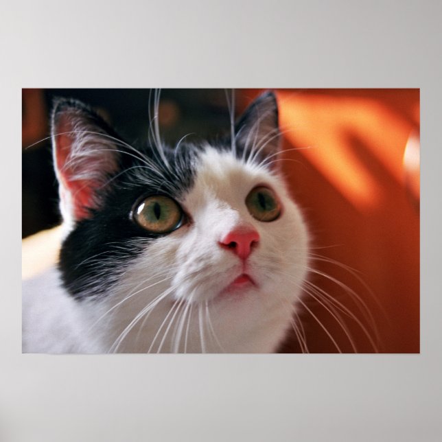 Min katt poster (Framsidan)