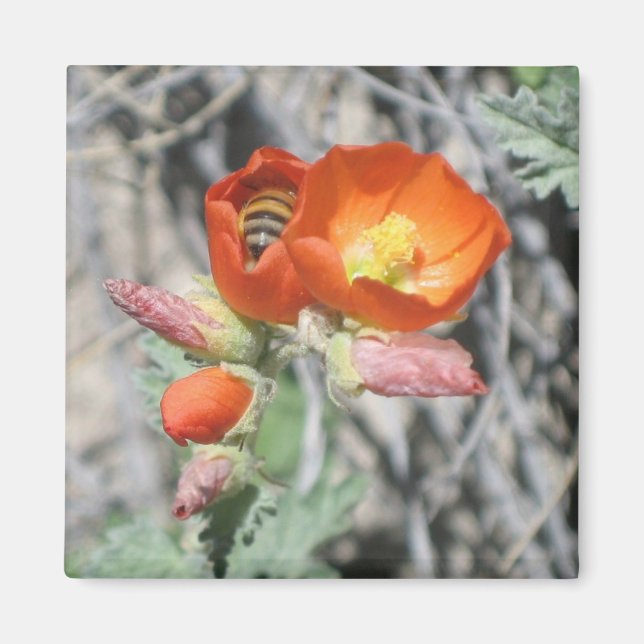 Min lilla honungsbi magnet (Framsidan)