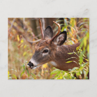 Min lilla tunga! vykort