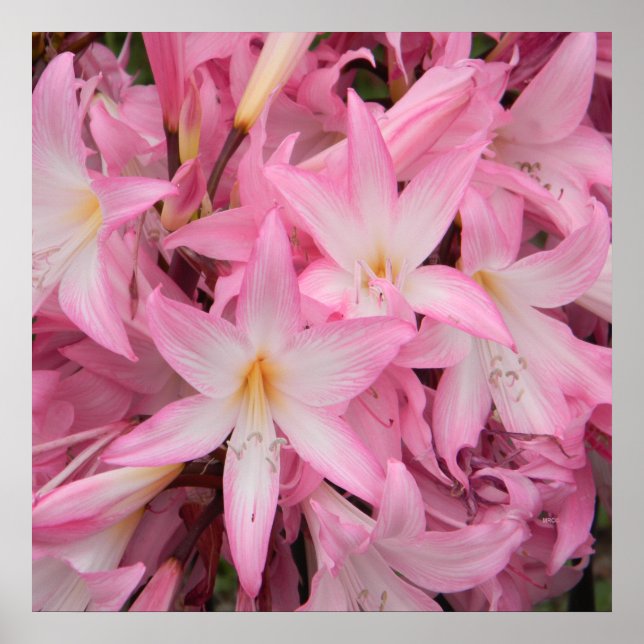 Min lilla vän sover...... poster (Framsidan)