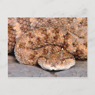 Min lilla Viper Vykort