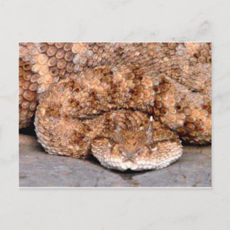 Min lilla Viper Vykort