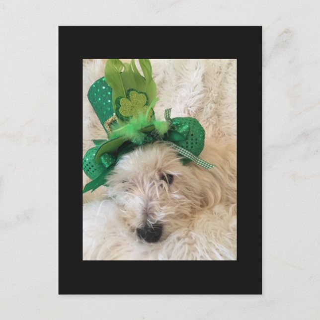 Min Lucky Hat Westie Vykort (Framsida)
