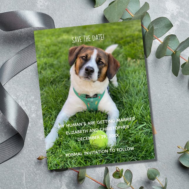 Min Människa Giftar Sig Foto Spara Datum (My Human's Are Getting Married Dog Cat Photo Save the Date Cards.)
