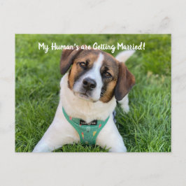 Min Människa Giftar Sig Hund Foto Spara Datum Meddelande Vykort