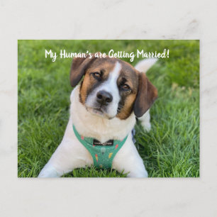 Min Människa Giftar Sig Hund Foto Spara Datum Meddelande Vykort