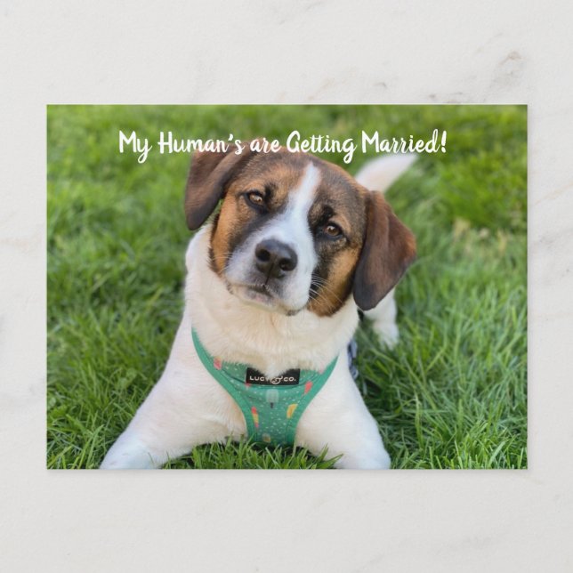 Min Människa Giftar Sig Hund Foto Spara Datum  Meddelande Vykort (Framsida)