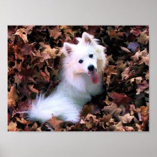 Min Mini American Eskimo Poster