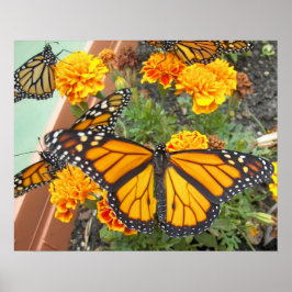 Min monarch Butterflies-poster Poster