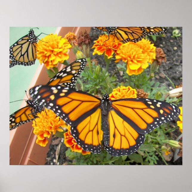 Min monarch Butterflies-poster Poster (Framsidan)