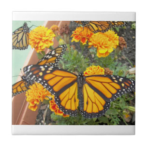 Min monarch Butterflies-tile Kakelplatta