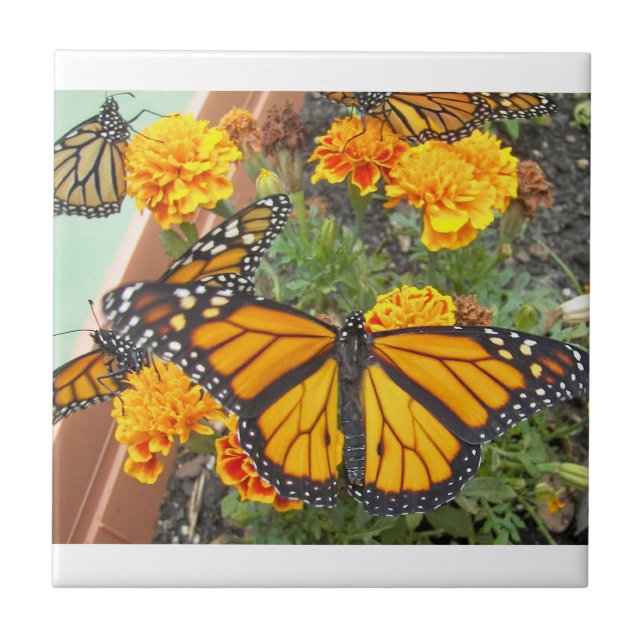 Min monarch Butterflies-tile Kakelplatta (Framsidan)