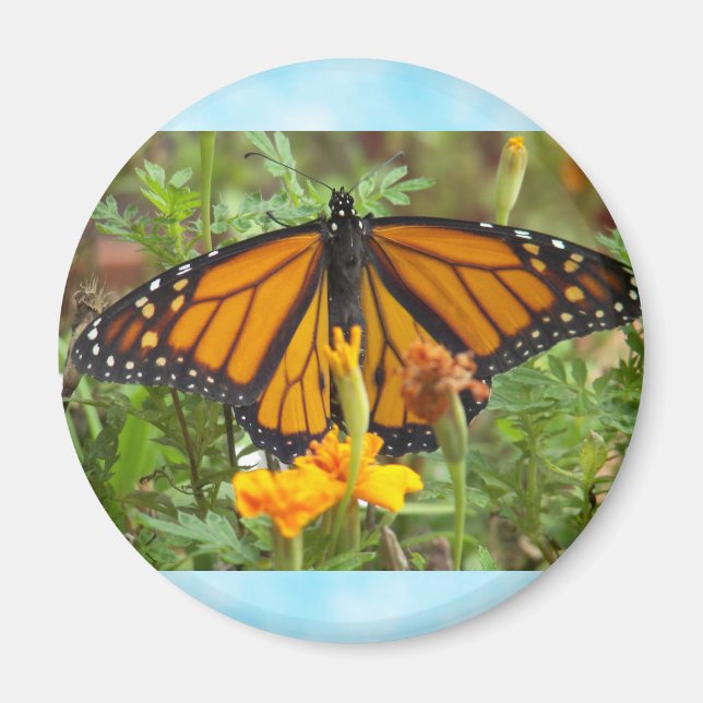 Min Monarch Butterfly-magnet Magnet (Framsidan)