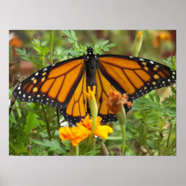 Min Monarch Butterfly-poster Poster